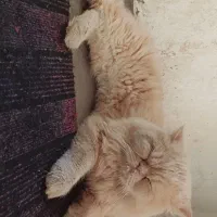 گربه پرشین نر|گربه|اسفراین, |دیوار