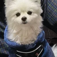 سگ پامرخرسی حرف گوش کن باهوش زرنگ