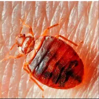 سمپاشی سوسک و ساس کل تهران و حومه