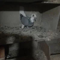 ۷تا کبوتر مسافتی|پرنده|ارومیه, |دیوار