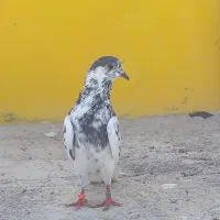 پنتیس نر