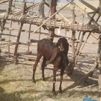 بز پنجاپ