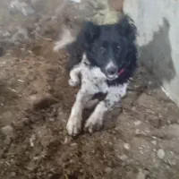سگ گله آدم دهن پاک بیابون رفته لاس درشت