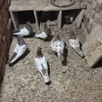 سرته ای هفتا