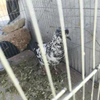 کفتر|پرنده|شیراز, دلجو|دیوار