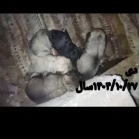 توله هایی کل پاشکلن