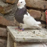 فروش ۴عددکبوتر
