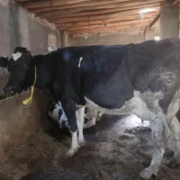 فروش گاو|حیوانات مزرعه|خوی, |دیوار