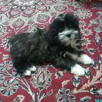 توله شیتزو کراس