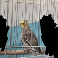 تخم گذار و|پرنده|یزد, |دیوار