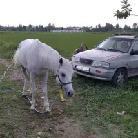 پراید ۱۴۱بی رنگ فروشی