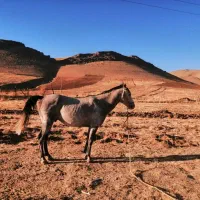 اسب نریان نژاد کورد