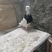 ماده