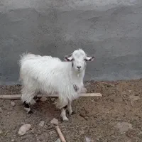 ۱عدد بزغاله  سفت چاق بضمانت  گوشت|حیوانات مزرعه|کاخک, |دیوار