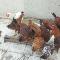 خروس خانگی