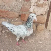 ساعت. عکس رو ببین