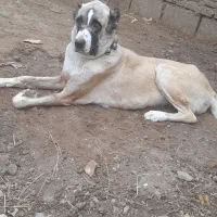 سگ ماده