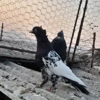 کبوتر