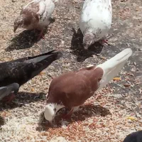 پرنده