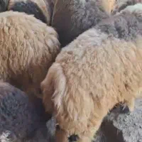 بره نر پرواری  از نصف بیشتر گوشت