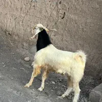 نری بزرگ