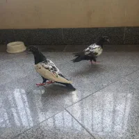 دو جفت سینه ای|پرنده|تهران, ازگل|دیوار