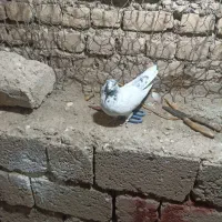 کفتر یا کبوتر