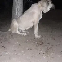 ماده مستان ازنسل ترامپ محمد غفارارمیه|سگ|عجب شیر, |دیوار