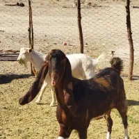 بز گولگولی اصل پاکستانی گوش دراز|حیوانات مزرعه|زاهدان, |دیوار