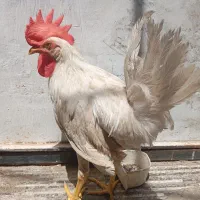 خروس و جوجه اردک