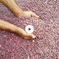 لوبیا قرمز کپسولی