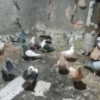 ۱۲عدد پرنده پرشی همه زدوخوردی مال تیغه|پرنده|جوین, |دیوار