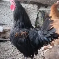 خروس محلی اصل