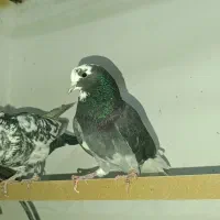 فروش کبوتر پرشی|پرنده|زرندیه, |دیوار