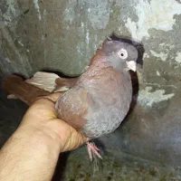 فروش کبوتر زاغ|پرنده|مسجد سلیمان, |دیوار