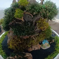 طبیعت خزه جاودان سنگ . چوب . خزه