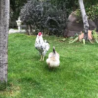 خروس کلین اصل|حیوانات مزرعه|هشتگرد, کوی بهروز|دیوار