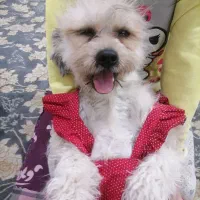 سگ خانگی|سگ|قم, شاه ابراهیم|دیوار