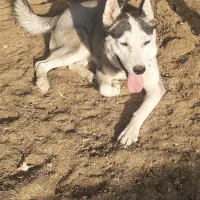 سگ هاسکی ماده|سگ|قم, لسانی|دیوار