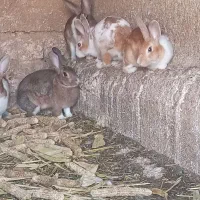 خرگوش|موش و خرگوش|دشت ذهاب, |دیوار