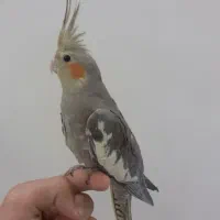 عروس هلندی نر