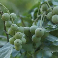 توزیع ویژه نهال گردو