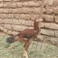 جوجه خروس لاری