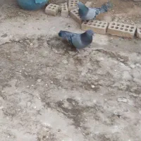 کبوتر اصفهانی|پرنده|برخوار, |دیوار