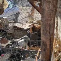 کفتر کبوتر|پرنده|پلدختر, |دیوار