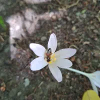 عسل آویشن طبیعی بالا طالقان|خوردنی و آشامیدنی|هشتگرد, شهرک ولیعصر (مصلی)|دیوار