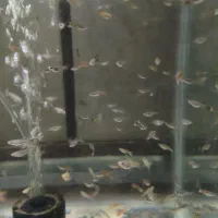 ماهی گوپی خوشگل|ماهی|قم, شهرک سازمان آب|دیوار