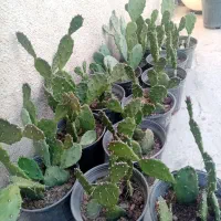 پــتوس،گـندمی،کـاکـتـوس،اشـکتـمـساح با قیمت ارزان|گل و گیاه طبیعی|تهران, تاکسیرانی|دیوار
