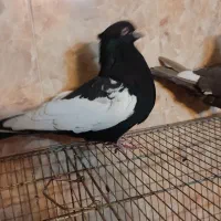 ی جفت سینه سیاه و قهوه ای|پرنده|صدرا-فارس, فاز ۲|دیوار