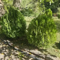 فروش کاج کامیس پاریس بزرگ مناسب محوطه‌سازی